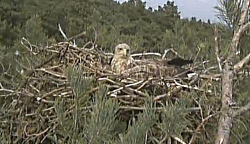 Okazja do promocji Kutna. Zobacz jedyną w Polsce internetową transmisję na żywo z narodzin bielika w Nadleśnictwie Kutno!