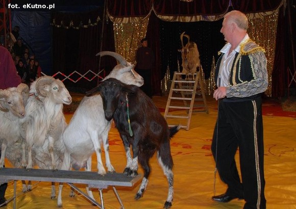  MAGICZNY ŚWIAT CYRKU  ARLEKIN już dziś w Kutnie