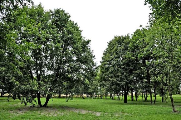 Wizytówka Gminy Kutno - Park w Leszczynku