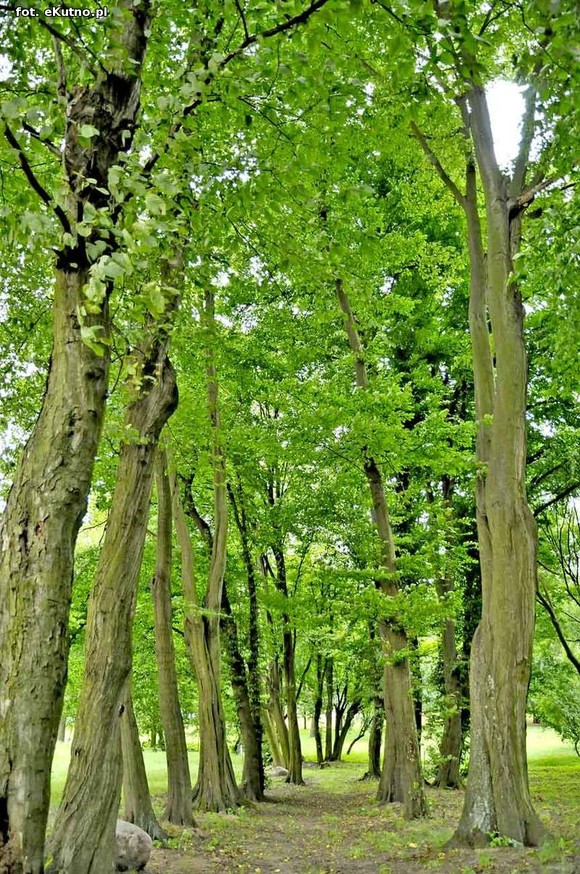 Wizytówka Gminy Kutno - Park w Leszczynku