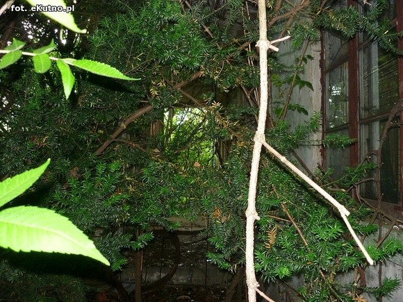 Szlakiem zaniedbanych zabytków powiatu kutnowskiego, odc. 8 - Kaszewy Dworne