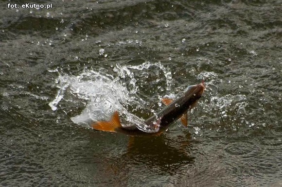 36 spławikowe mistrzostwa Koła Metalurg Kutno