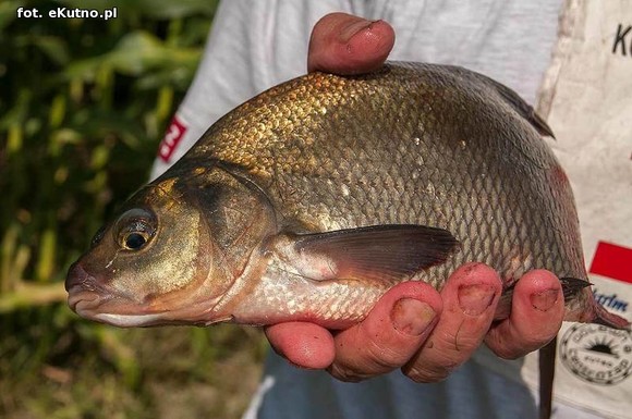 36 spławikowe mistrzostwa Koła Metalurg Kutno