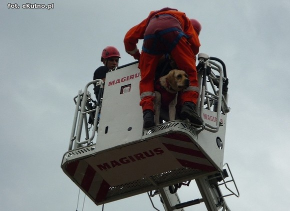 Ordery, ratownicy powietrzni i czworonożni. Szacowny jubileusz strażaków z Woli Kałkowej