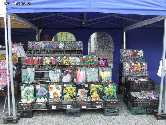 Jarmark Różany dla każdego