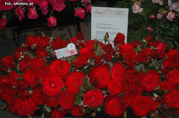 Święto Róży otwarte. Rubinowa rocznica domu kultury i florystyczne aranżacje małżeńskich godów