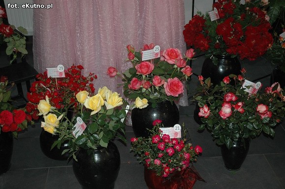Święto Róży otwarte. Rubinowa rocznica domu kultury i florystyczne aranżacje małżeńskich godów