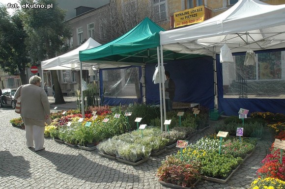 Po sadzonki na plac Piłsudskiego i przed dom kultury