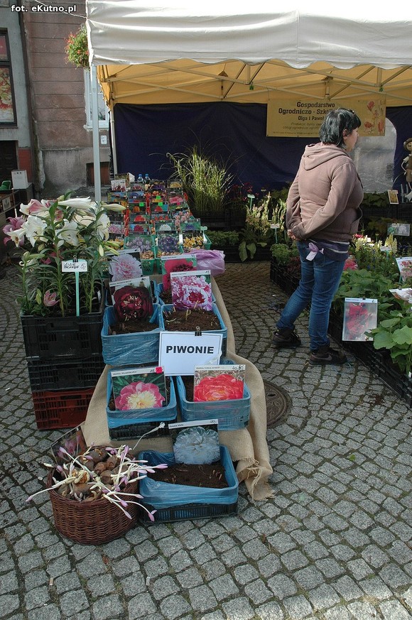 Po sadzonki na plac Piłsudskiego i przed dom kultury