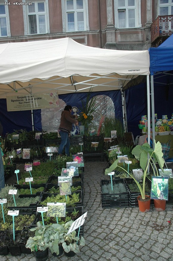 Po sadzonki na plac Piłsudskiego i przed dom kultury
