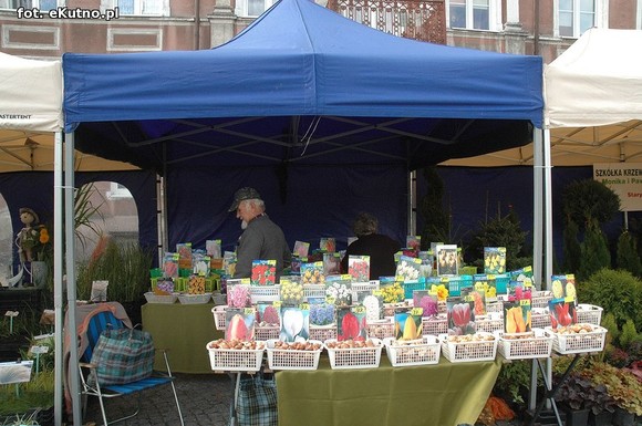 Po sadzonki na plac Piłsudskiego i przed dom kultury
