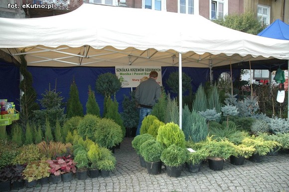 Po sadzonki na plac Piłsudskiego i przed dom kultury