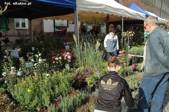 Po sadzonki na plac Piłsudskiego i przed dom kultury