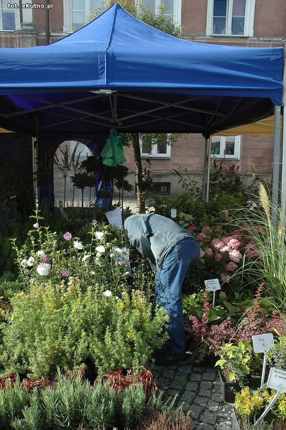 Po sadzonki na plac Piłsudskiego i przed dom kultury
