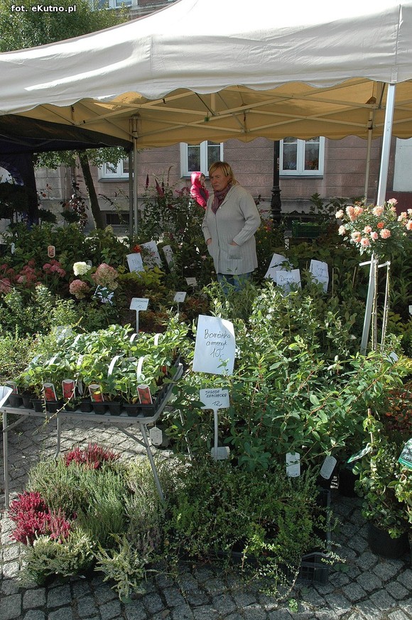 Po sadzonki na plac Piłsudskiego i przed dom kultury