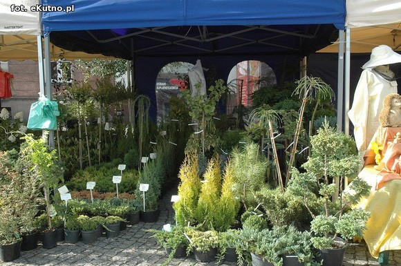 Po sadzonki na plac Piłsudskiego i przed dom kultury