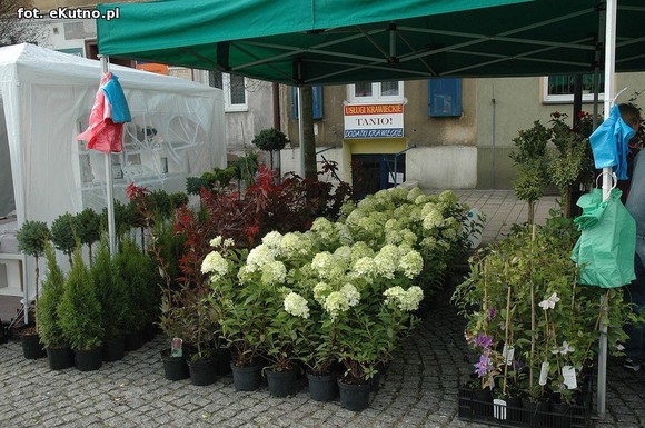 Po sadzonki na plac Piłsudskiego i przed dom kultury