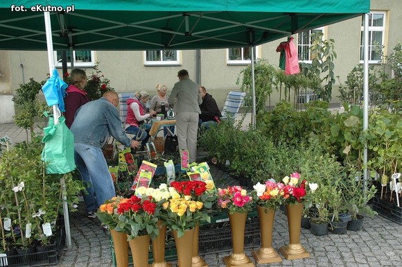 Po sadzonki na plac Piłsudskiego i przed dom kultury