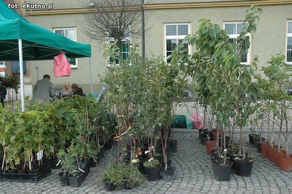 Po sadzonki na plac Piłsudskiego i przed dom kultury