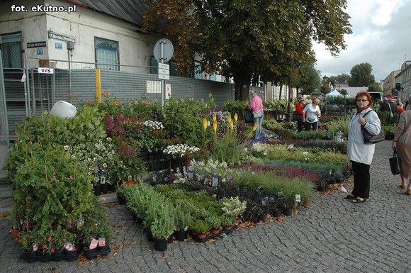 Po sadzonki na plac Piłsudskiego i przed dom kultury