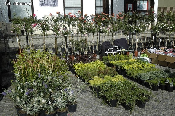 Po sadzonki na plac Piłsudskiego i przed dom kultury