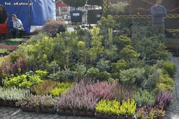 Po sadzonki na plac Piłsudskiego i przed dom kultury