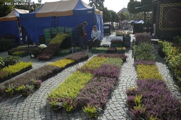 Po sadzonki na plac Piłsudskiego i przed dom kultury