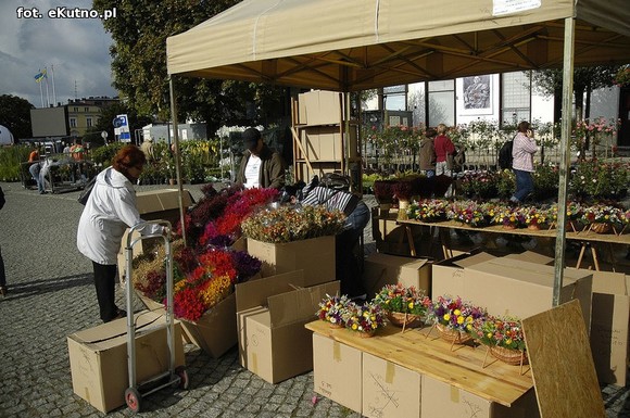 Po sadzonki na plac Piłsudskiego i przed dom kultury