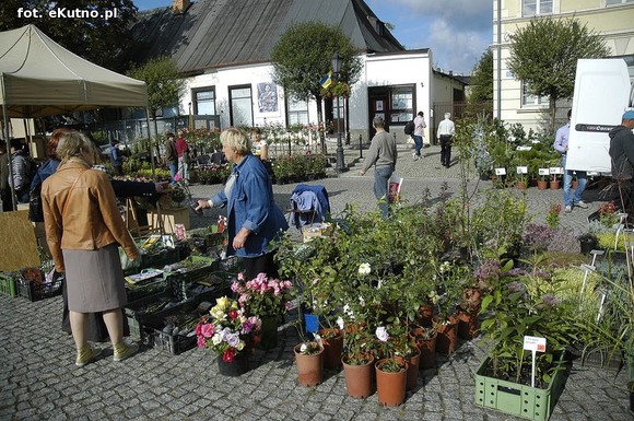 Po sadzonki na plac Piłsudskiego i przed dom kultury
