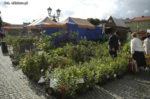 Po sadzonki na plac Piłsudskiego i przed dom kultury