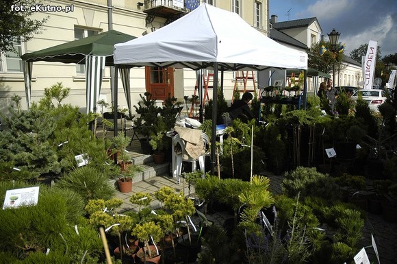 Po sadzonki na plac Piłsudskiego i przed dom kultury