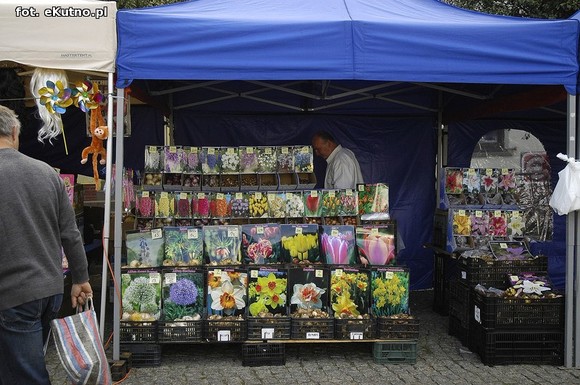 Po sadzonki na plac Piłsudskiego i przed dom kultury