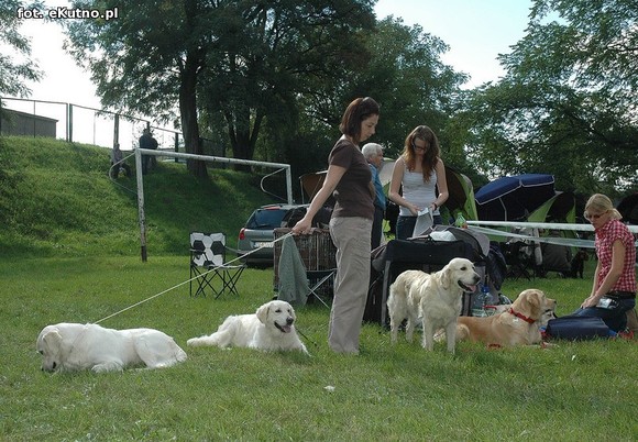  Krajowa Wystawa Psów Myśliwskich w Żychlinie