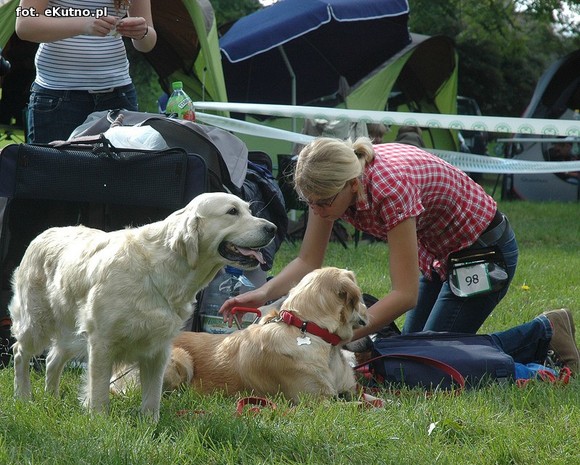  Krajowa Wystawa Psów Myśliwskich w Żychlinie