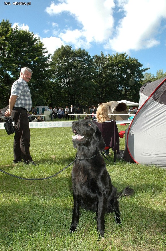  Krajowa Wystawa Psów Myśliwskich w Żychlinie