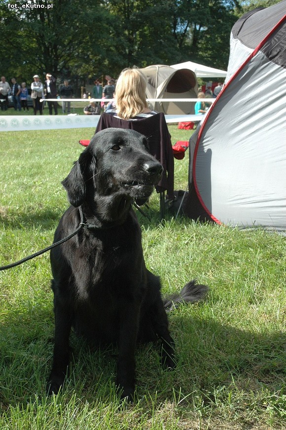  Krajowa Wystawa Psów Myśliwskich w Żychlinie