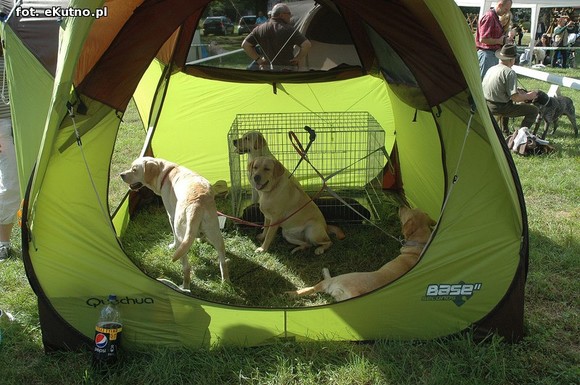  Krajowa Wystawa Psów Myśliwskich w Żychlinie