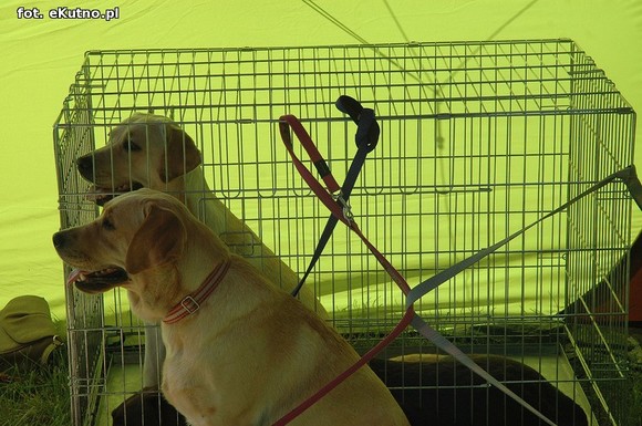  Krajowa Wystawa Psów Myśliwskich w Żychlinie