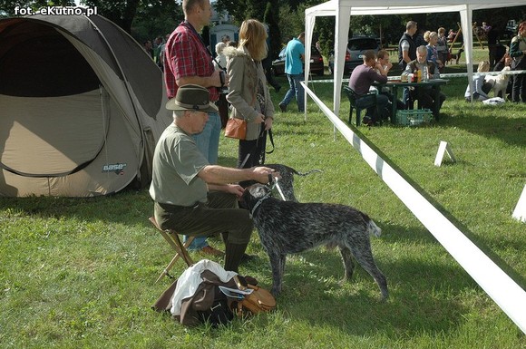  Krajowa Wystawa Psów Myśliwskich w Żychlinie