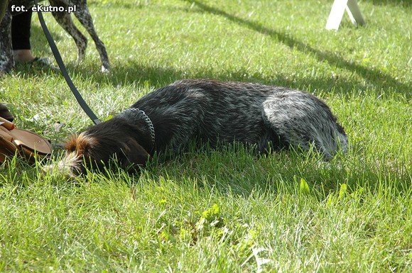  Krajowa Wystawa Psów Myśliwskich w Żychlinie