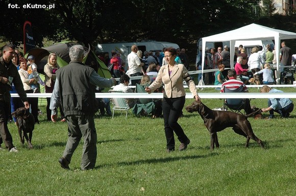  Krajowa Wystawa Psów Myśliwskich w Żychlinie