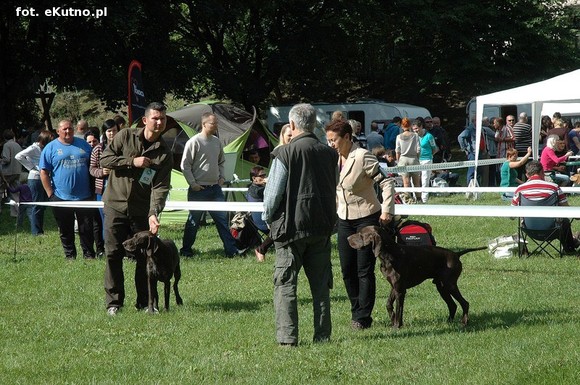  Krajowa Wystawa Psów Myśliwskich w Żychlinie