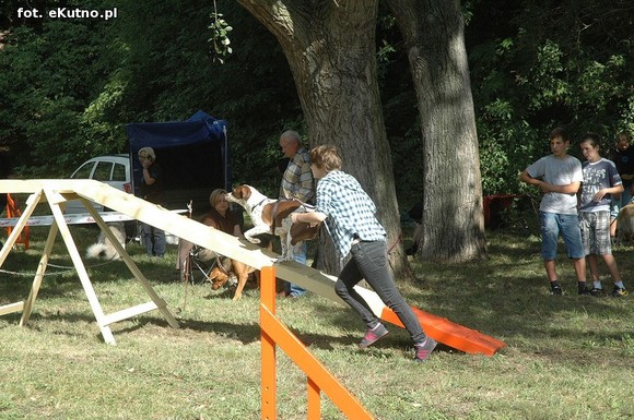  Krajowa Wystawa Psów Myśliwskich w Żychlinie