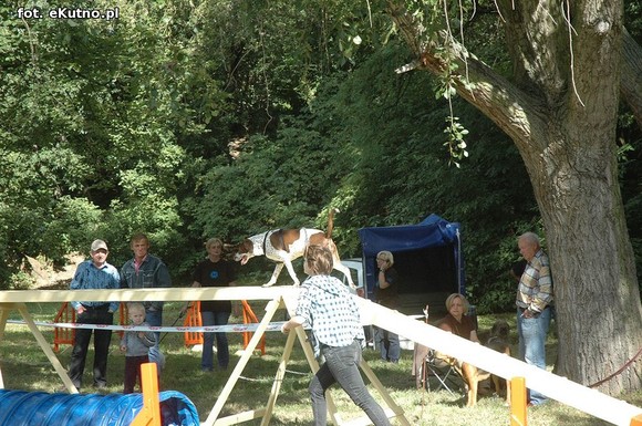  Krajowa Wystawa Psów Myśliwskich w Żychlinie