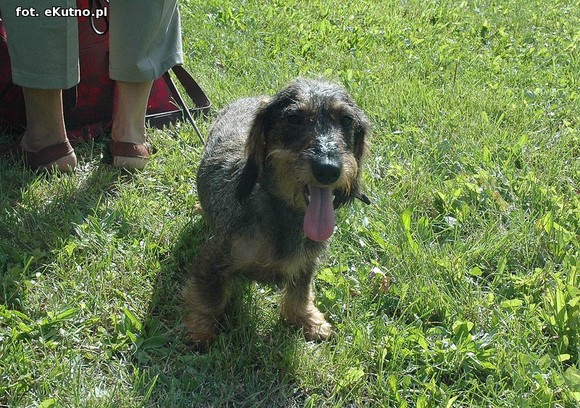  Krajowa Wystawa Psów Myśliwskich w Żychlinie