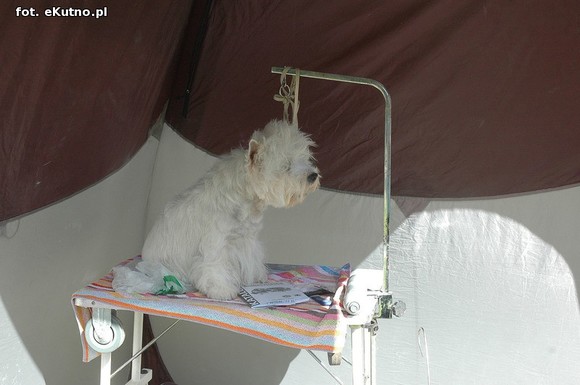  Krajowa Wystawa Psów Myśliwskich w Żychlinie