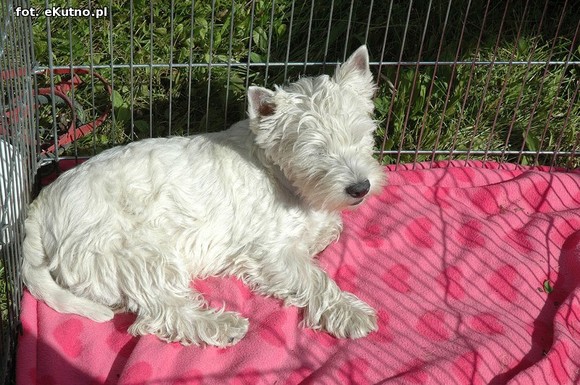  Krajowa Wystawa Psów Myśliwskich w Żychlinie