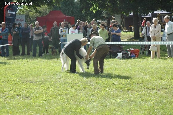  Krajowa Wystawa Psów Myśliwskich w Żychlinie
