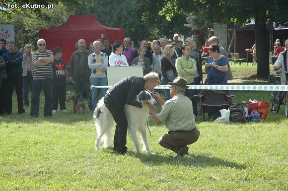  Krajowa Wystawa Psów Myśliwskich w Żychlinie