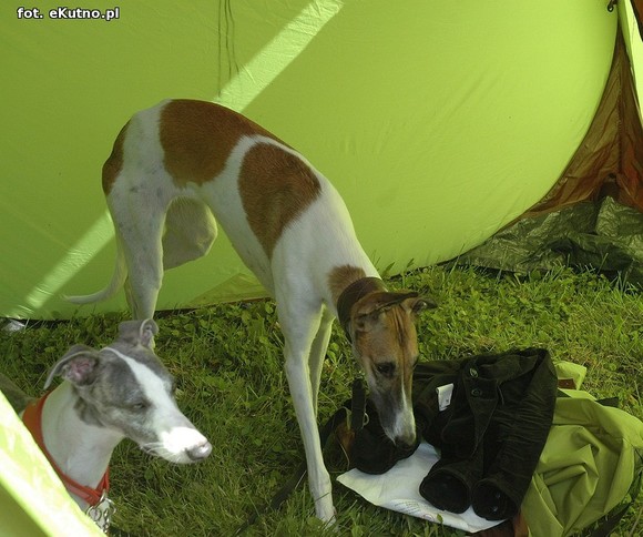  Krajowa Wystawa Psów Myśliwskich w Żychlinie